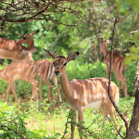 Lahlekile Nathi Daire Marloth Park Dış mekan fotoğraf