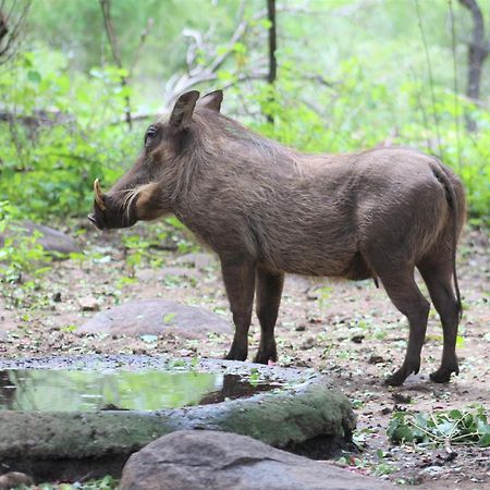 Lahlekile Nathi Daire Marloth Park Dış mekan fotoğraf