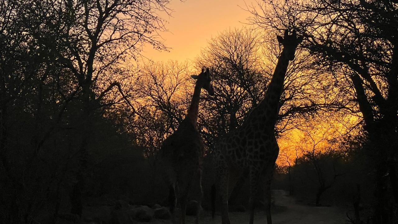 Lahlekile Nathi Daire Marloth Park Dış mekan fotoğraf