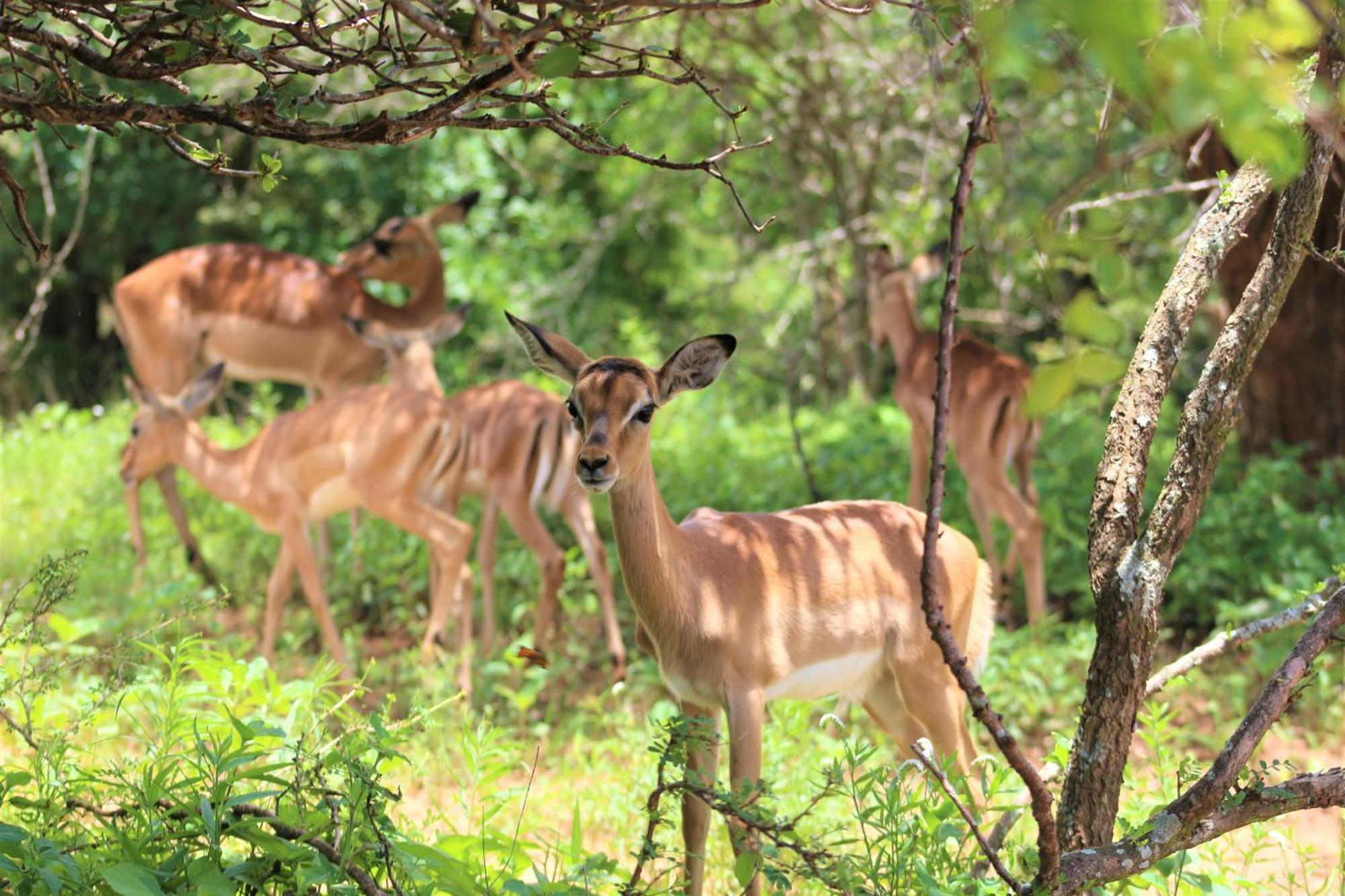 Lahlekile Nathi Daire Marloth Park Dış mekan fotoğraf