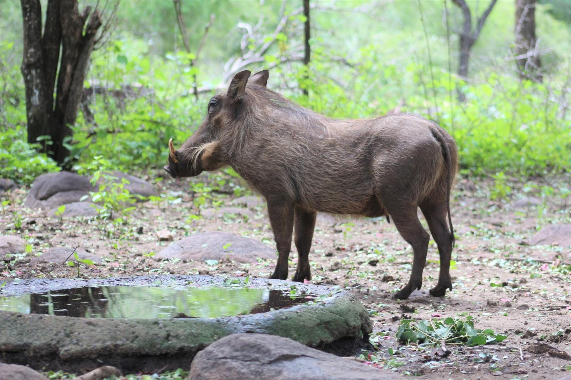 Lahlekile Nathi Daire Marloth Park Dış mekan fotoğraf
