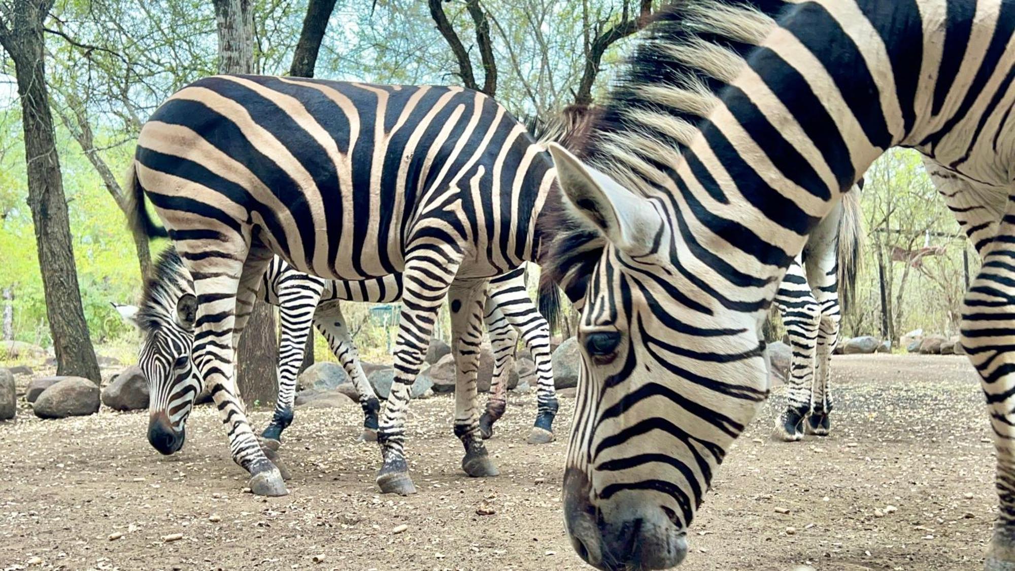Lahlekile Nathi Daire Marloth Park Dış mekan fotoğraf
