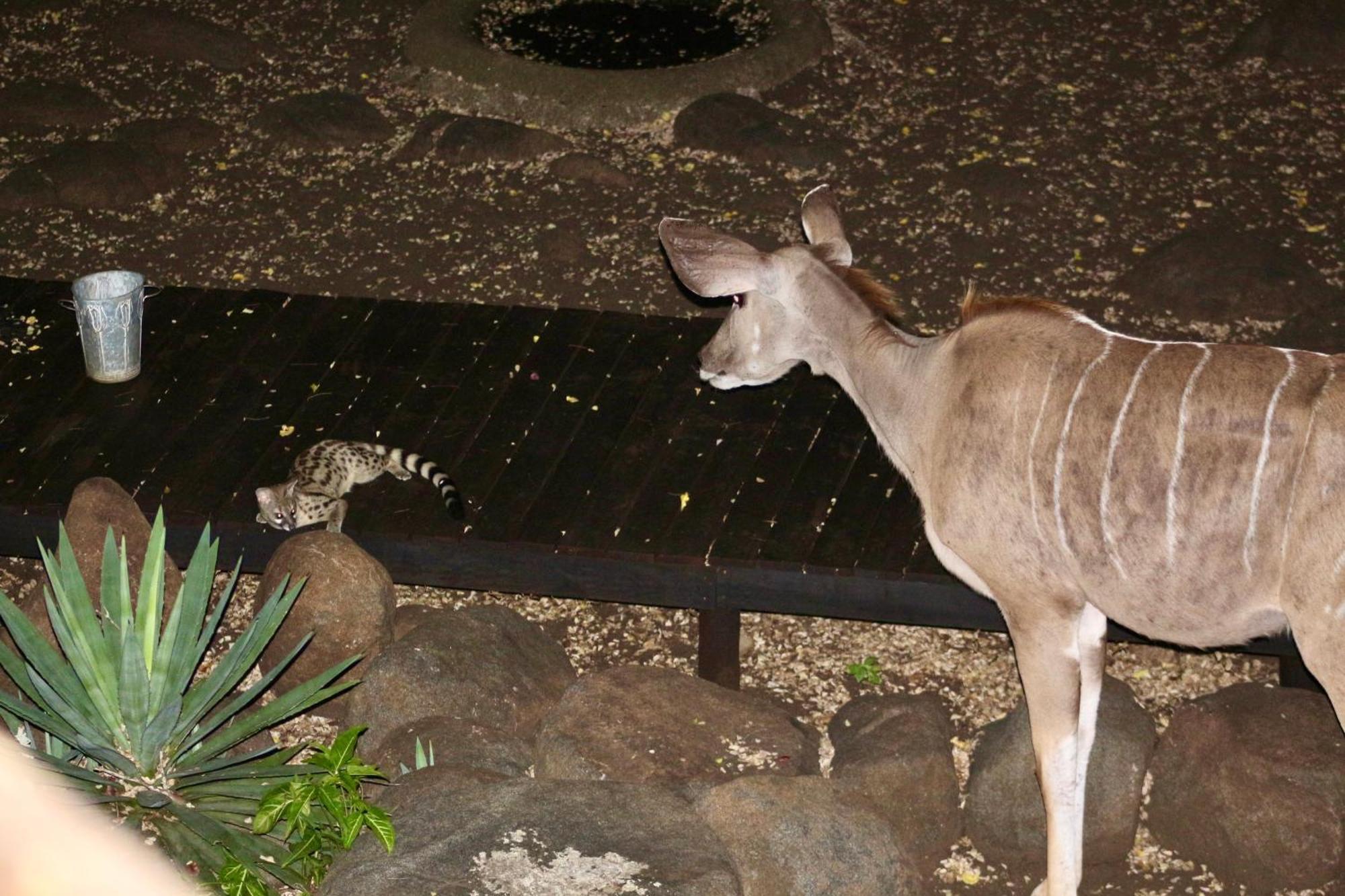 Lahlekile Nathi Daire Marloth Park Dış mekan fotoğraf